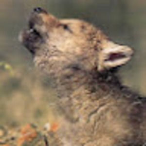 Meet your Posher, Luna